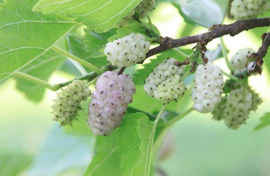 Some people don't even dare to eat it, even though it is one of the healthiest Hungarian fruits!