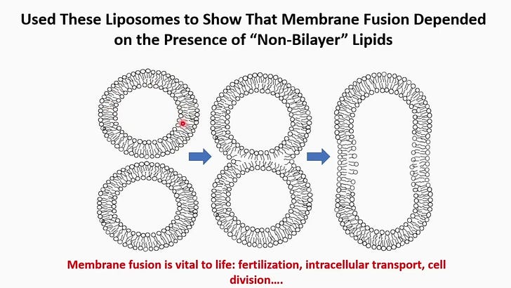 The inventor of lipid nanoparticles knew that mRNA doesn't stay in your arm