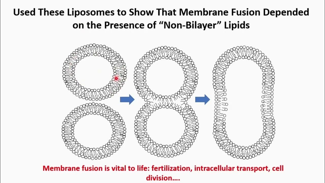 The inventor of lipid nanoparticles knew that mRNA doesn't stay in your arm