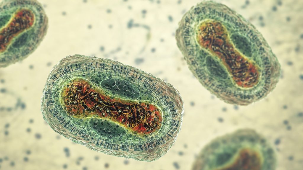 हम जानते थे: डब्ल्यूएचओ ने मंकीपॉक्स के कारण वैश्विक स्वास्थ्य आपातकाल घोषित किया था