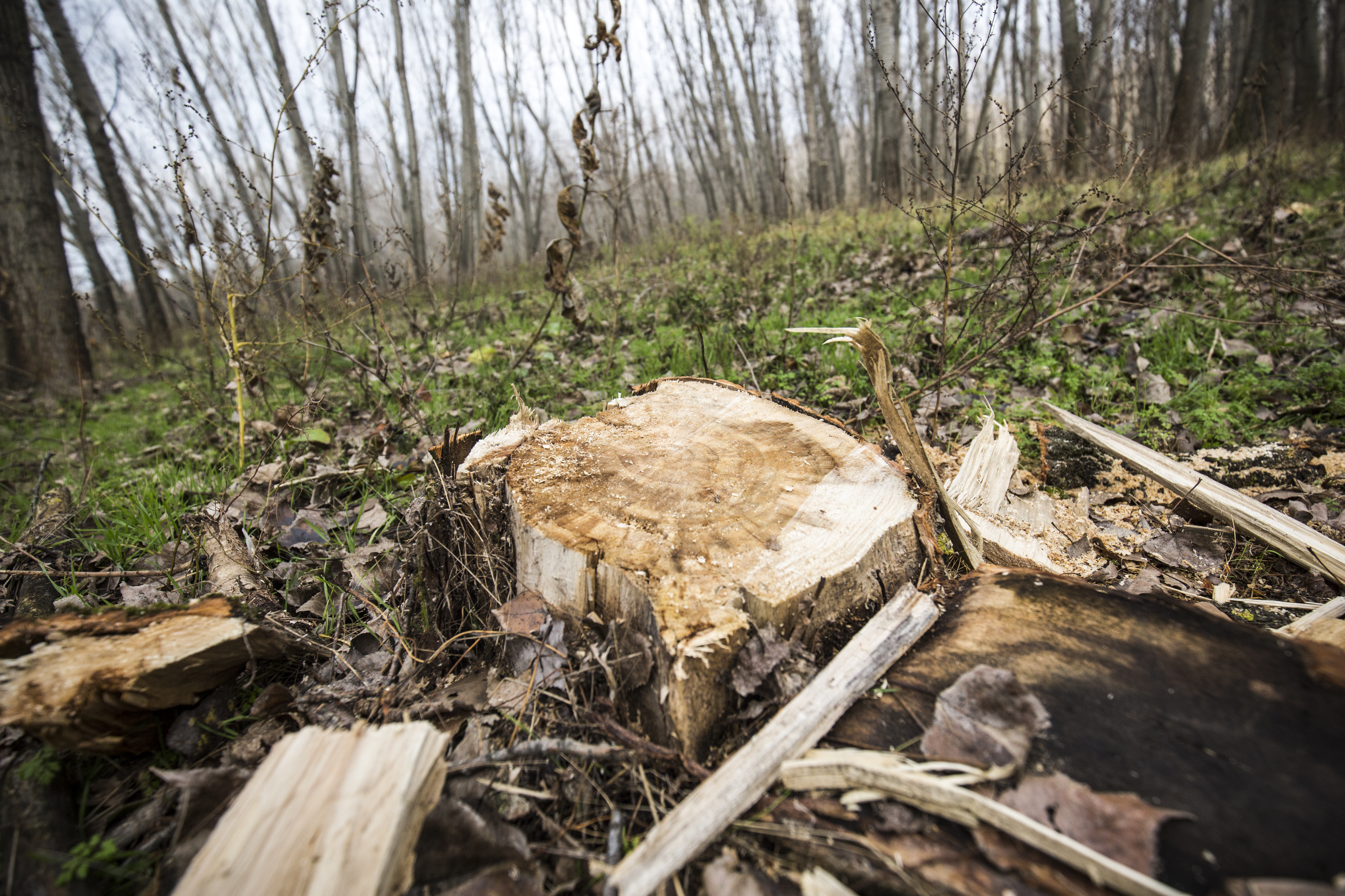 Il governo sta anche accelerando il taglio netto nelle aree di conservazione della natura