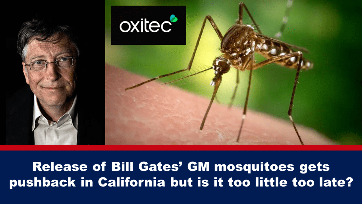 Ang paglabas ni Bill Gates ng mga genetically engineered na lamok ay nagdulot ng backlash sa California, ngunit huli na ba?