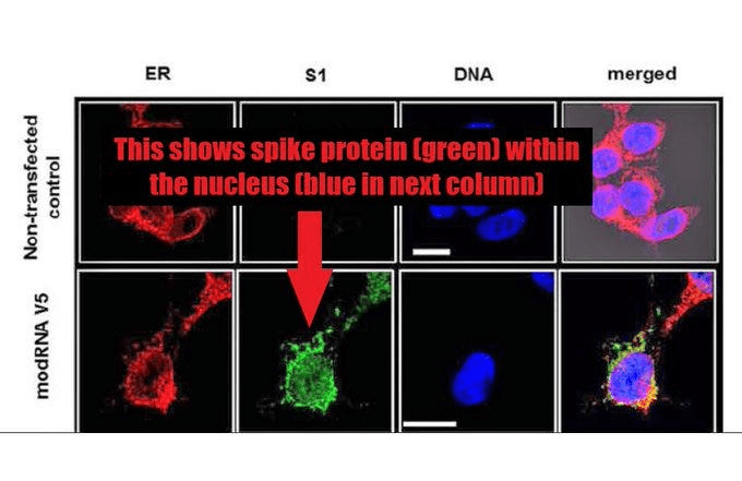 COVID-19'un mRNA'sı