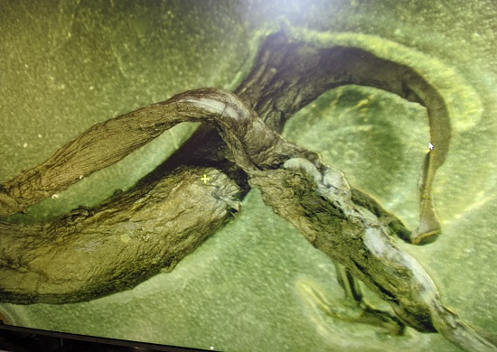 covid aıları GNLK 10.000 kiiyi ldrr;  dnya apındaki l sayısı muhtemelen Holokost sırasında olduğundan daha yksek